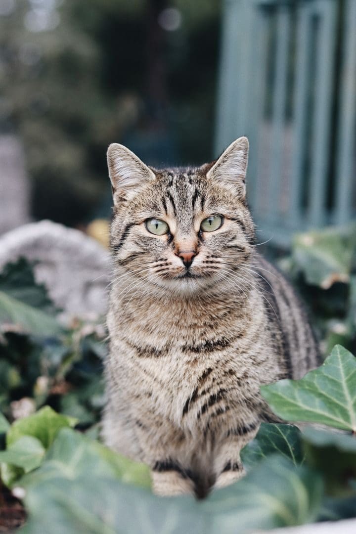 A tabby cat sitting in a lush garden, surrounded by greenery.