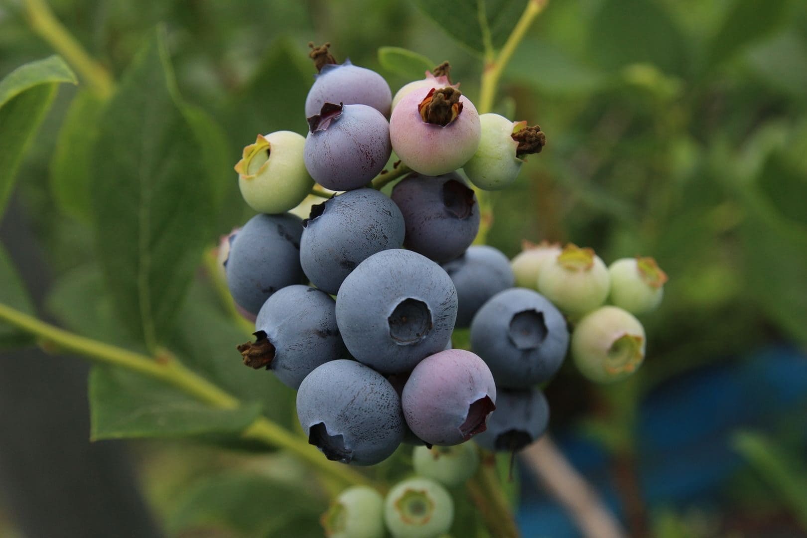 Detailed close-up of ripe and unripe blueberries on the plant, showcasing varying colors and freshness.