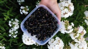 Nejlepší čistič cév vám teď nejspíš dozrává na zahradě. Využijte toho