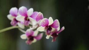 Místnosti v bytě, kam nikdy nesmíte umístit orchideje