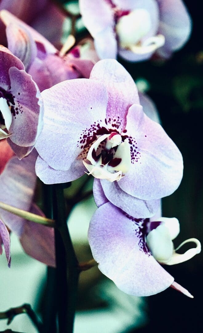 A beautiful close-up of delicate moth orchids in bloom, showcasing their soft pink petals and intricate details.