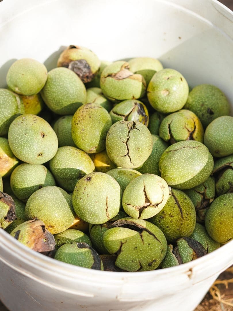 A detailed close-up of fresh green walnuts collected in a white bucket during harvest season.