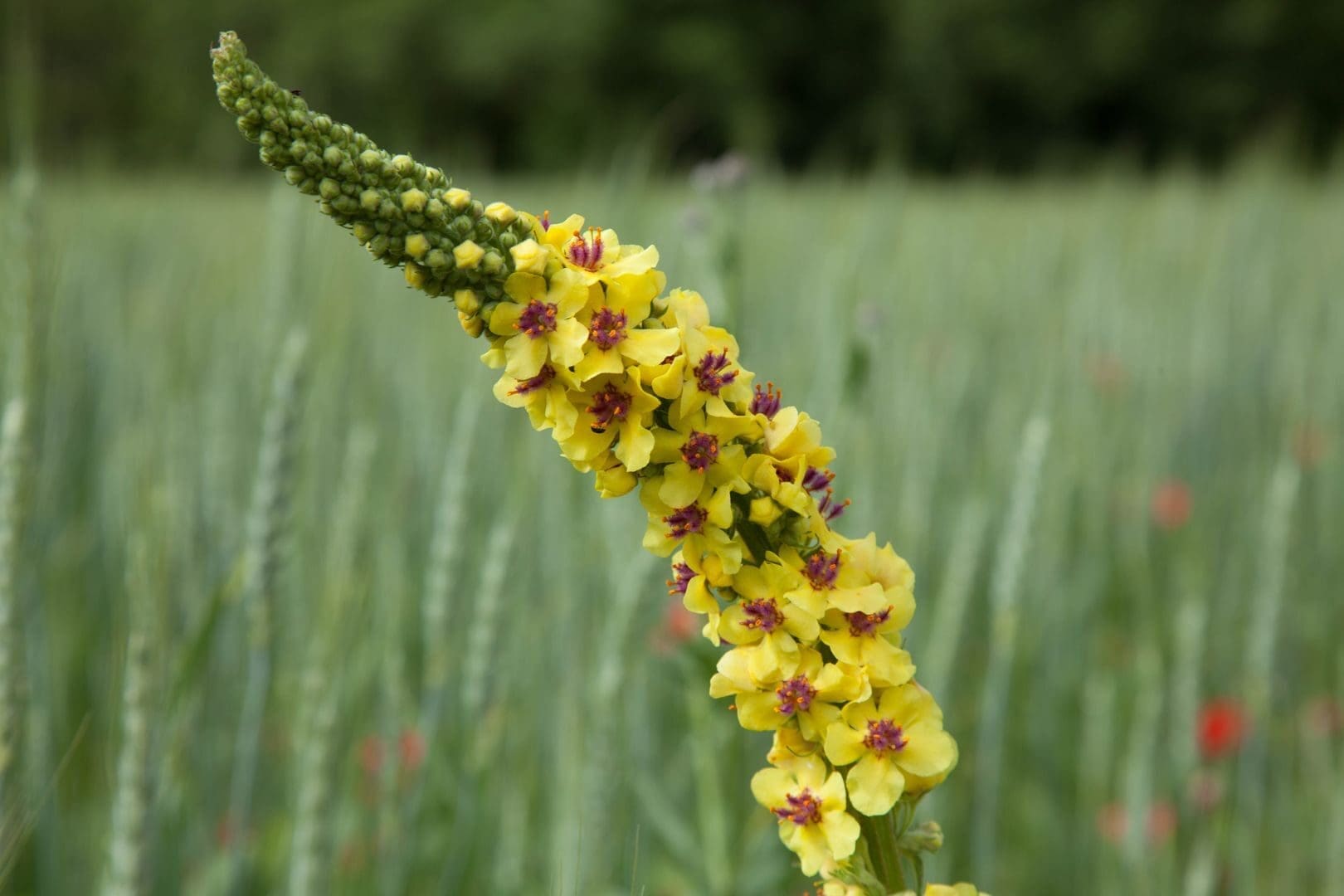Close-up of a vibrant yellow Verbascum flower in Villard-de-Lans, France.