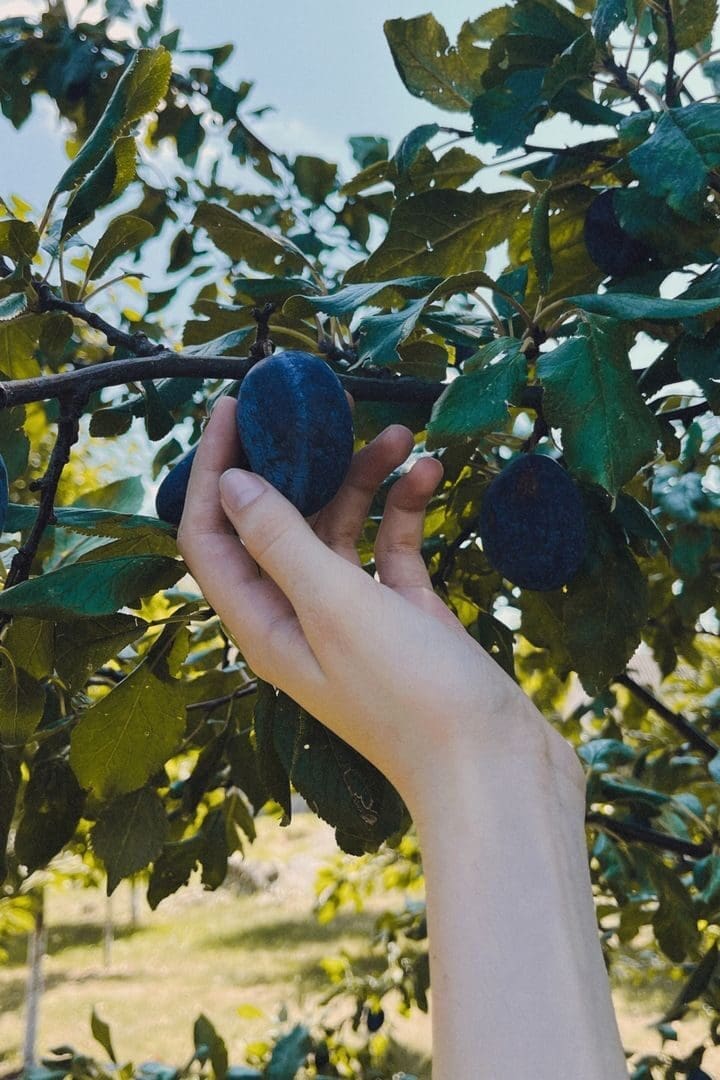 Close-up of a hand picking ripe plums from a tree branch in an orchard.
