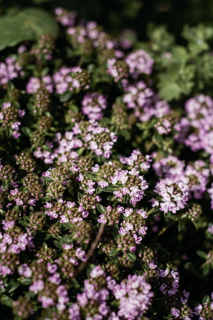 Explore vibrant purple thyme flowers in full bloom outdoors, showcasing natural beauty and lush greenery.