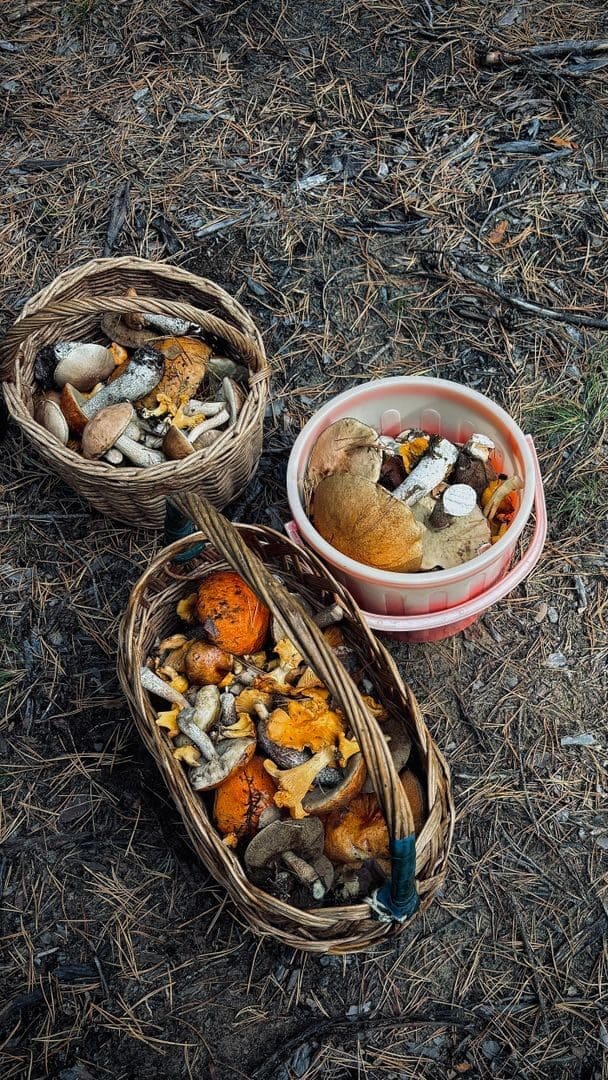Collection of wild mushrooms in baskets on a forest floor in Vileyka, Belarus.