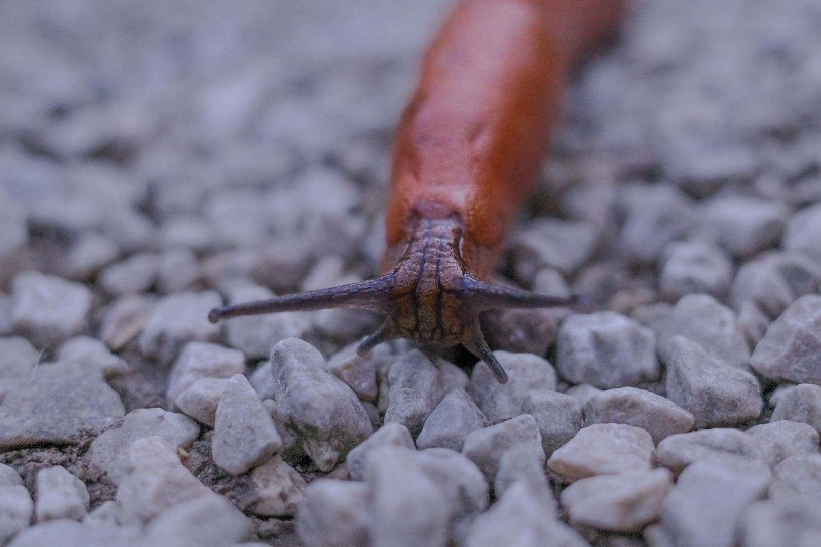 Close-up image of a red slug crawling on a gravel path.