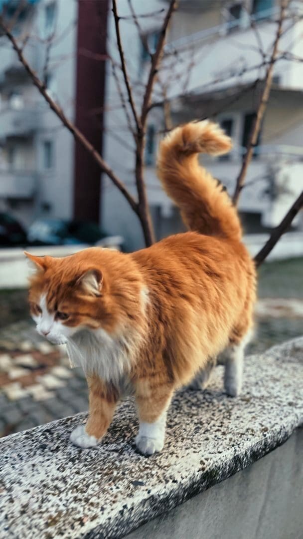 A fluffy ginger cat walks on a stone wall surrounded by urban buildings.