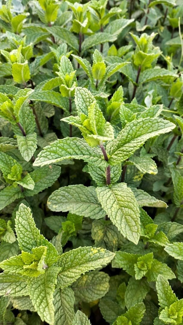 Vibrant green mint leaves growing in an outdoor garden, showcasing bright natural freshness.