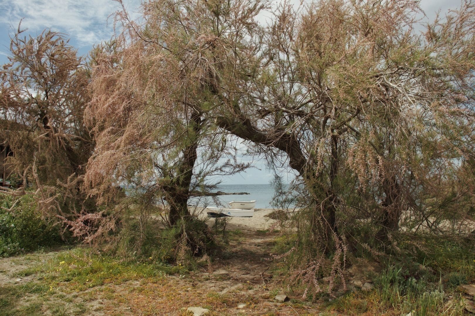 Tranquil beach scene with sparse trees framing a calm ocean view and a small boat in the distance.