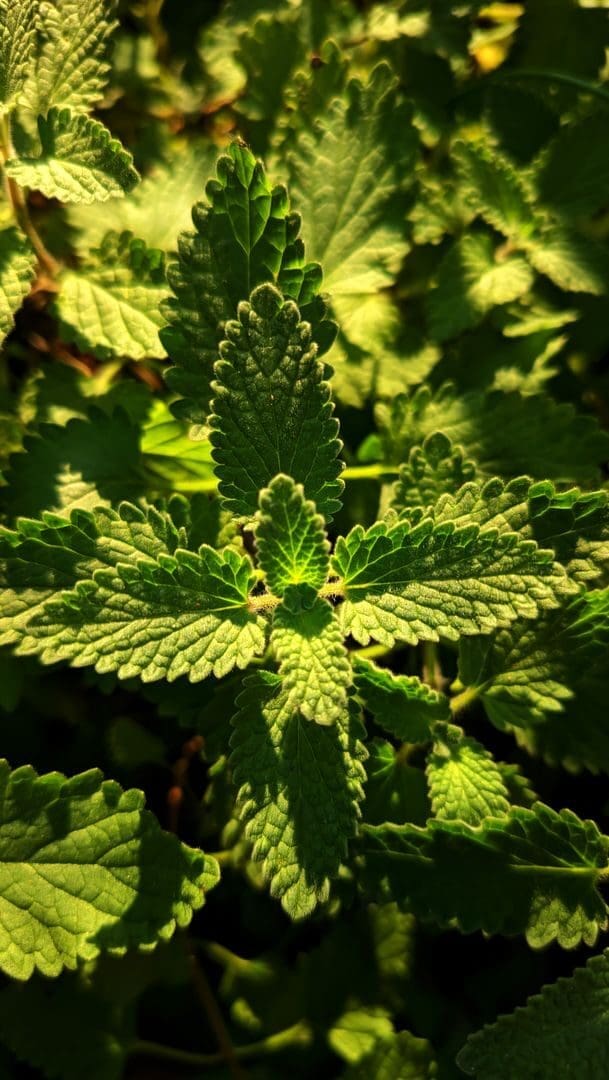 Detailed close-up of lush green catnip leaves basking in natural sunlight, showcasing the intricate leaf patterns.