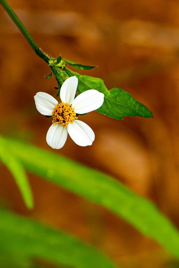 A solitary white wildflower with green leaves on a blurred brown background captures nature's simplicity.