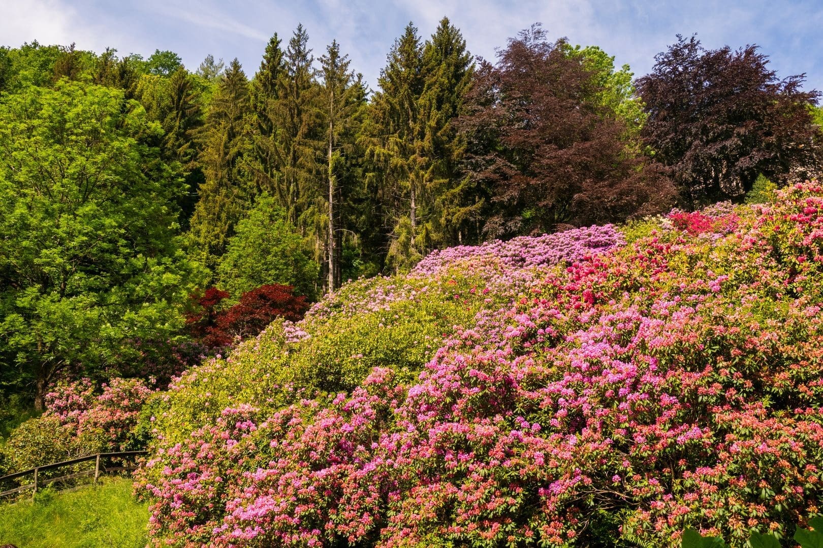 Vibrant garden landscape with blooming pink rhododendrons surrounded by lush green trees.