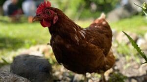 Tuhle rostlinu slepice milují. Vysaďte ji k výběhu. Je to pro ně delikatesa plná živin a vitaminů