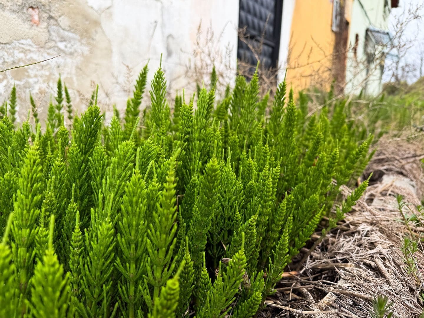Vibrant green ferns growing by a rustic wall, showcasing nature's beauty in an urban setting.
