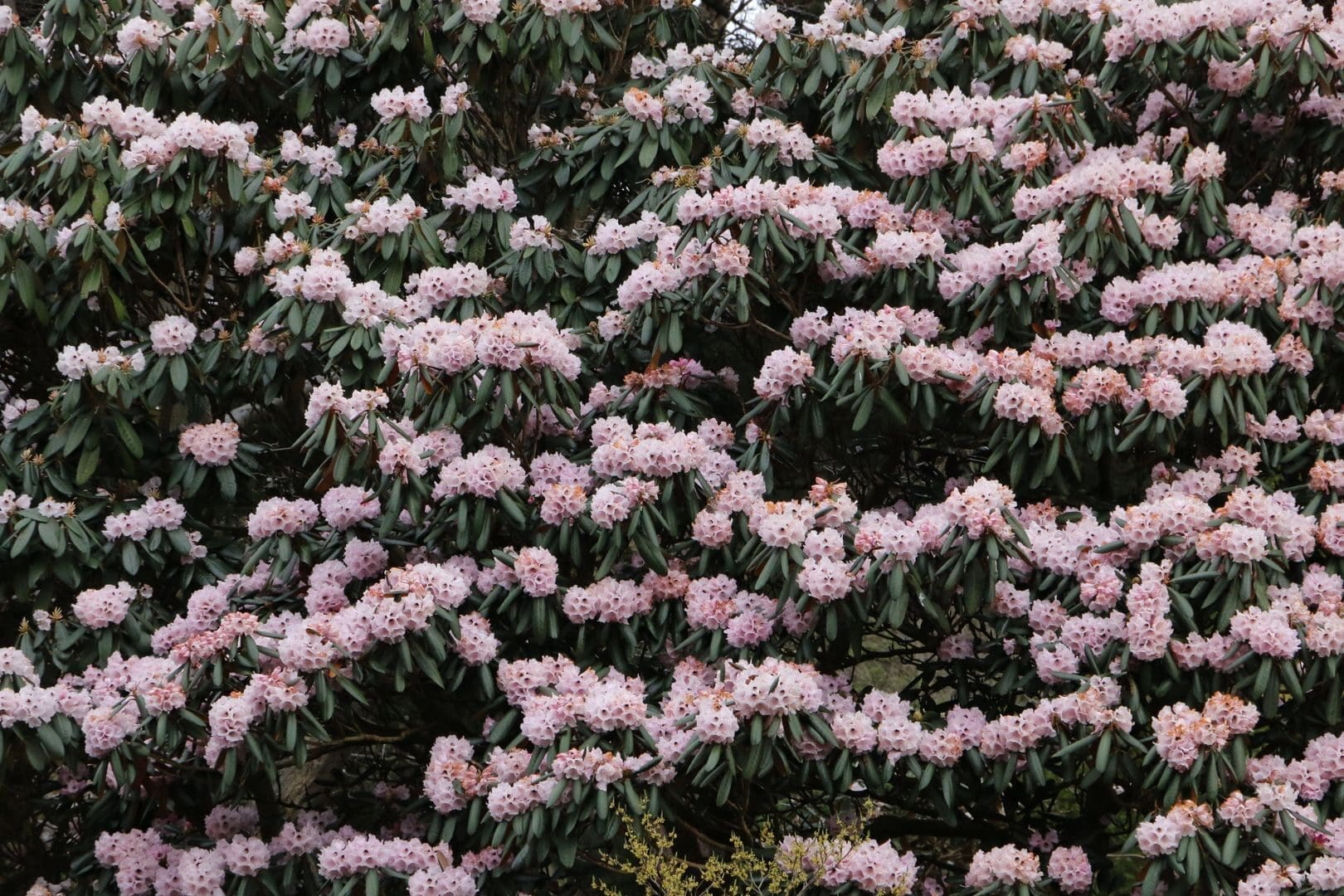 A vibrant display of pink rhododendrons capturing the essence of spring in Scotland.