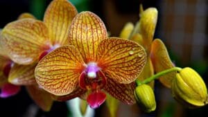 Máte staré orchideje? Jednoduchý trik s pivem je jako živá voda. Osypou se obřími květy