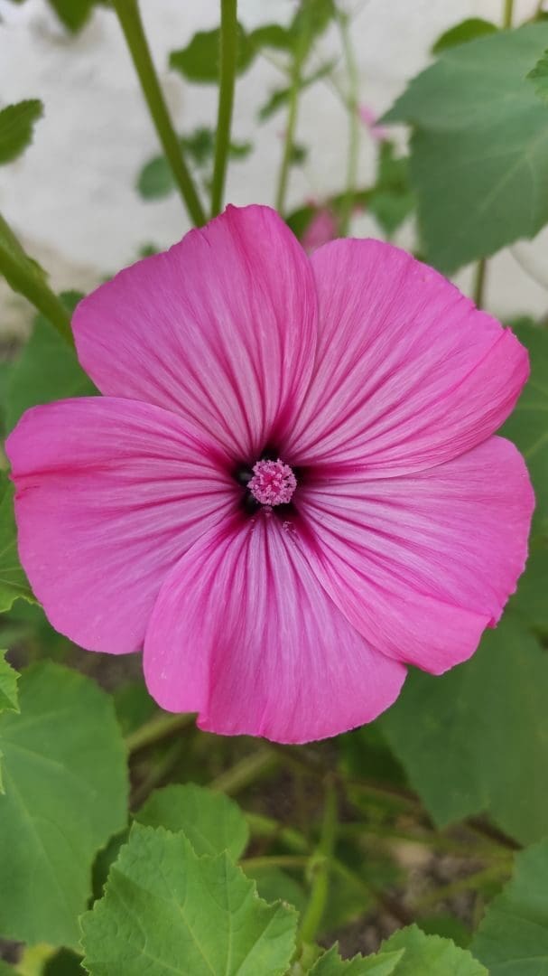 Bright pink hibiscus with detailed petals in a close-up outdoor shot.