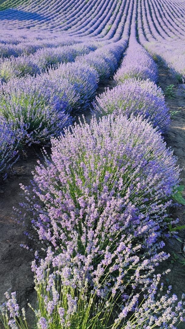 Stunning lavender field with vibrant purple flowers under a clear sky, ideal for nature themes.