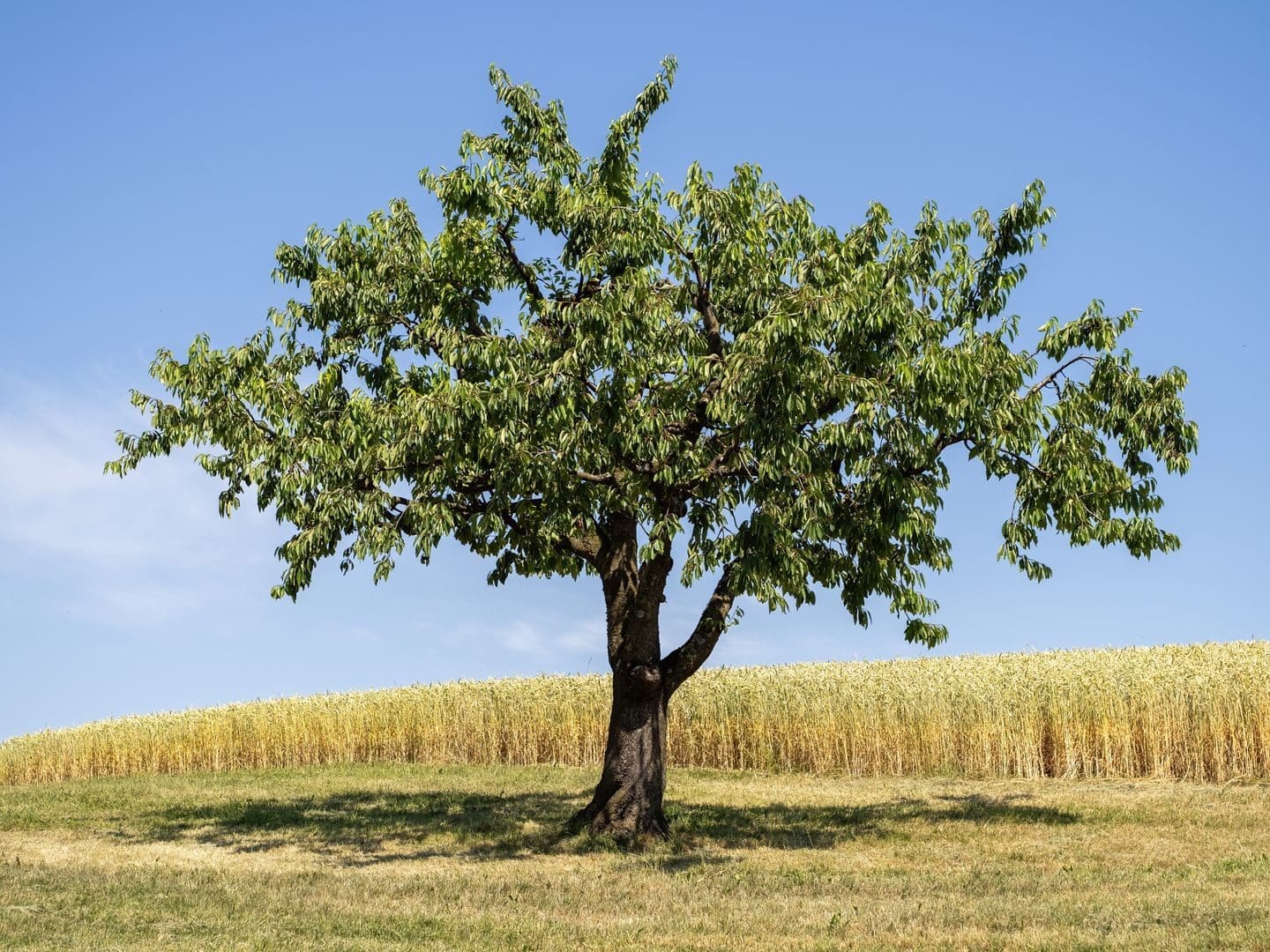 A lone tree in a sunny field with a clear blue sky, showcasing summer tranquility.