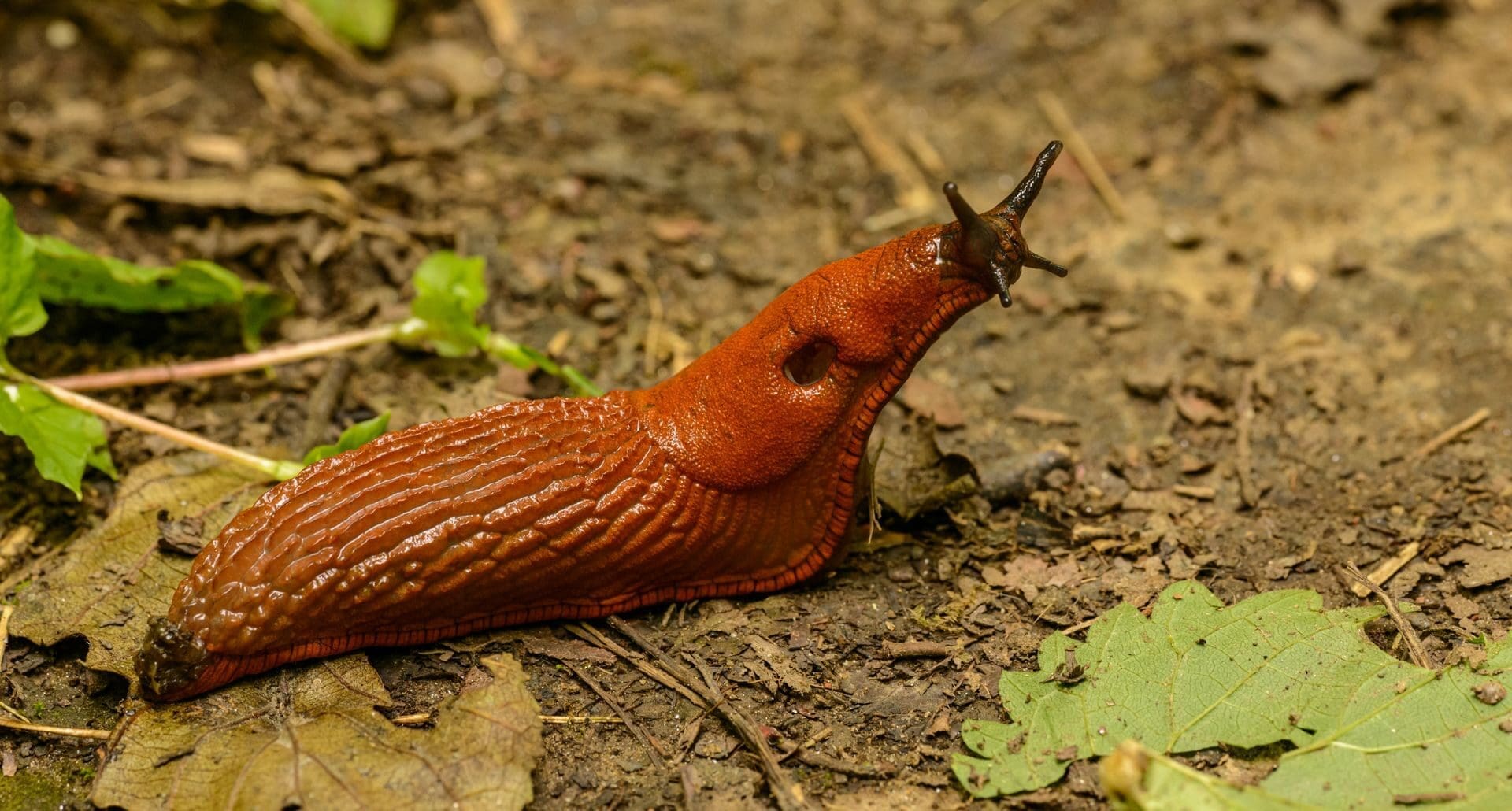 From above of large red slug crawling on dirty ground near plants in forest during daytime