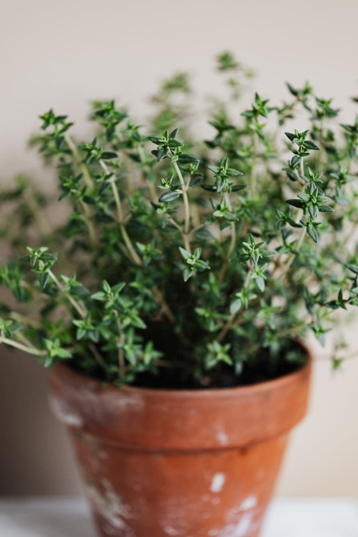 Small green leaves of fresh potted thyme placed on white surface against wall