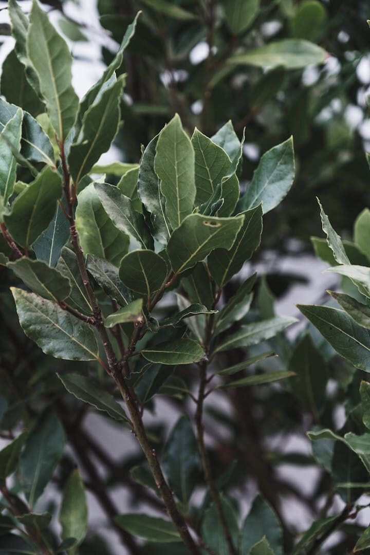 Fresh green aromatic leaves of bay laurel tree growing in garden on sunny day