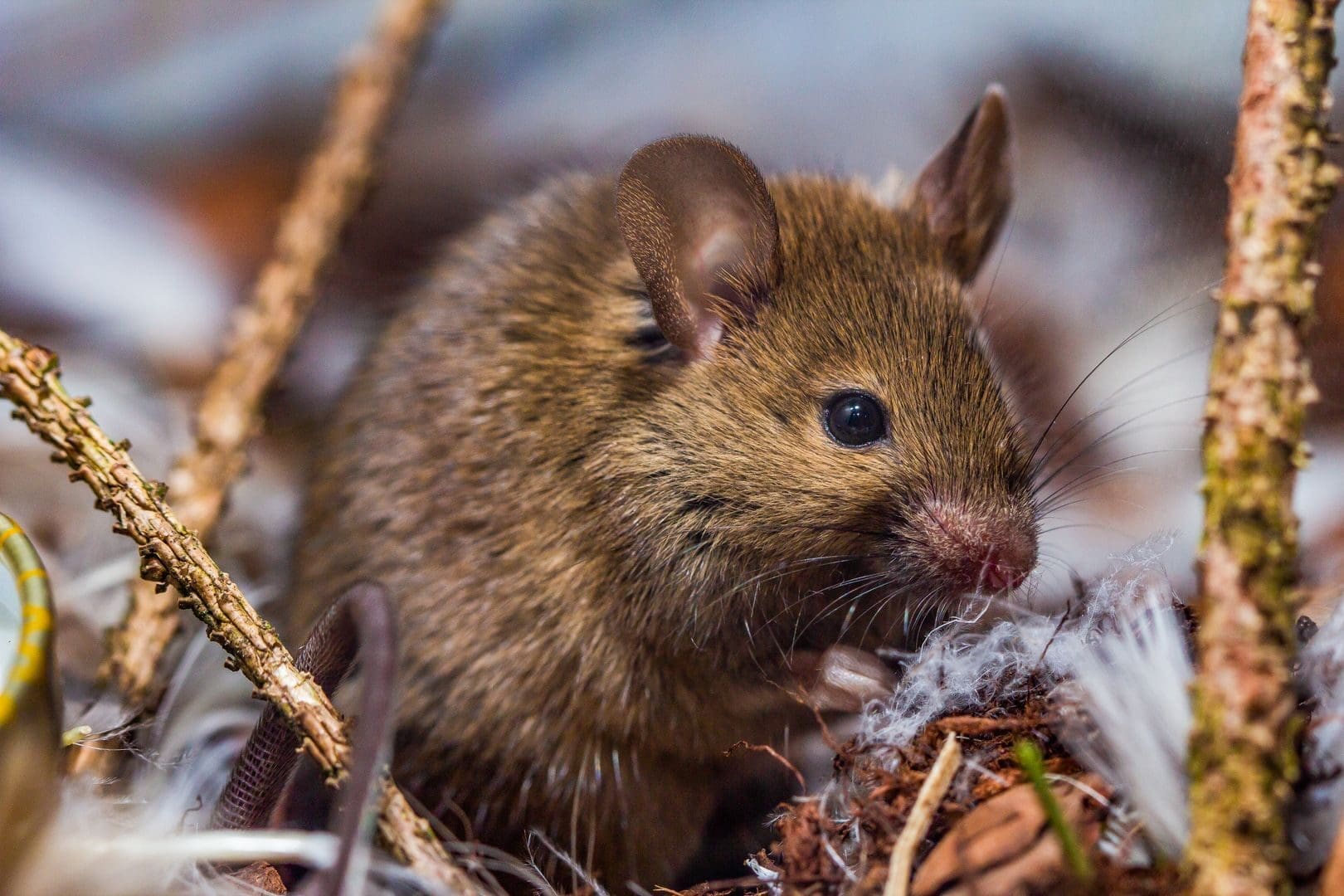 Detailed photograph capturing a field mouse amidst twigs and leaves, showcasing its habitat.