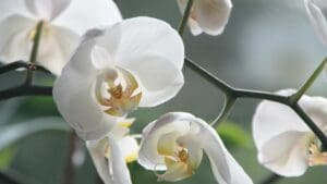 Co udělat se starou orchidejí: Tajný trik zahradníků ji nakopne jako nic na světě