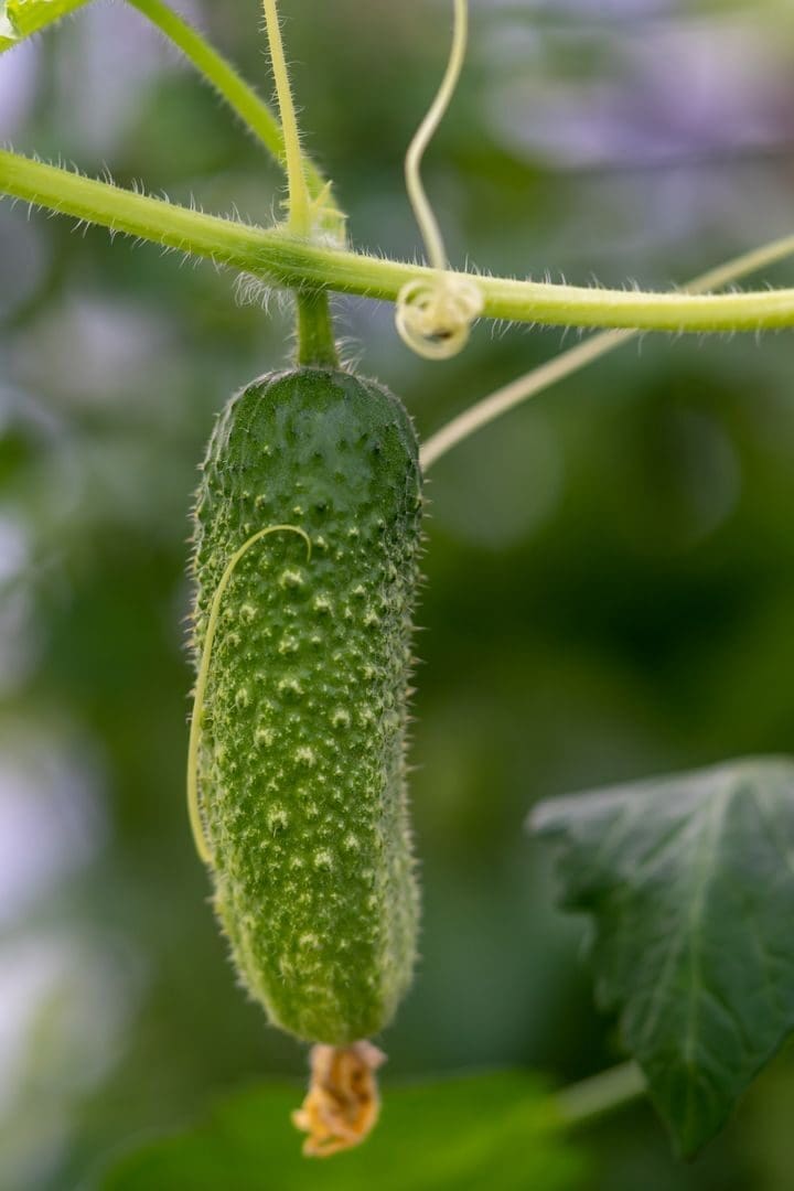 A detailed view of a fresh green cucumber growing on a vine, showcasing its organic texture.