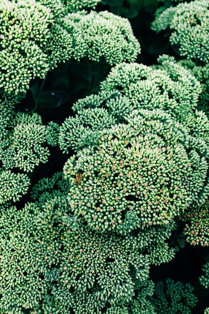 Close-up view of green flower buds in a garden setting, showcasing lush foliage and organic growth.