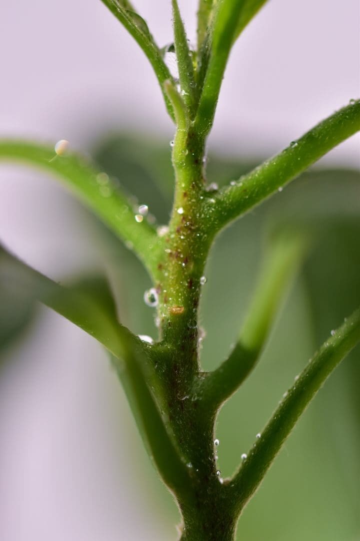 Macro shot of a green plant stem adorned with glistening dew droplets.