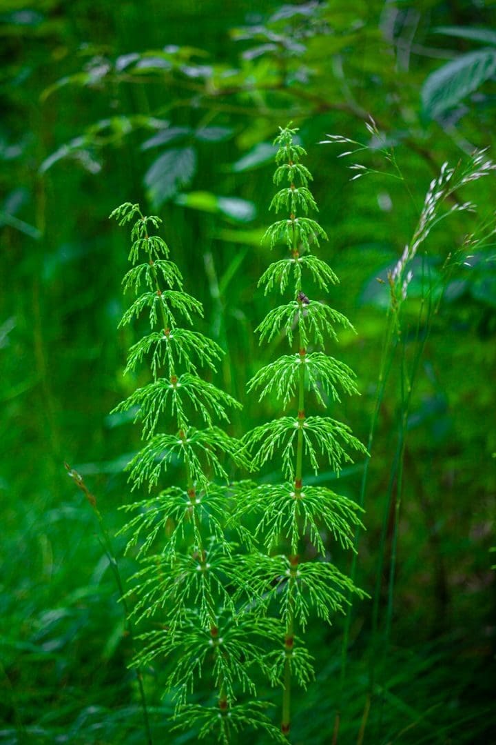Detailed view of lush green horsetail plants with intricate patterns, set in a forest backdrop.