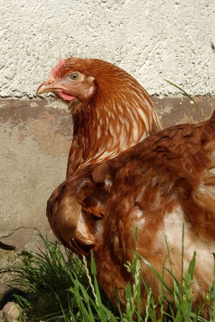 Detailed close-up of a hen outdoors in sunlight. Ideal for poultry and animal photography.